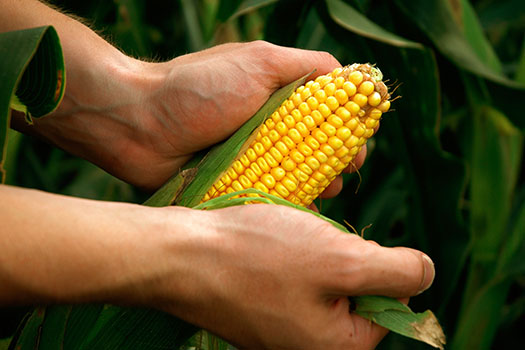 Shucking Corn