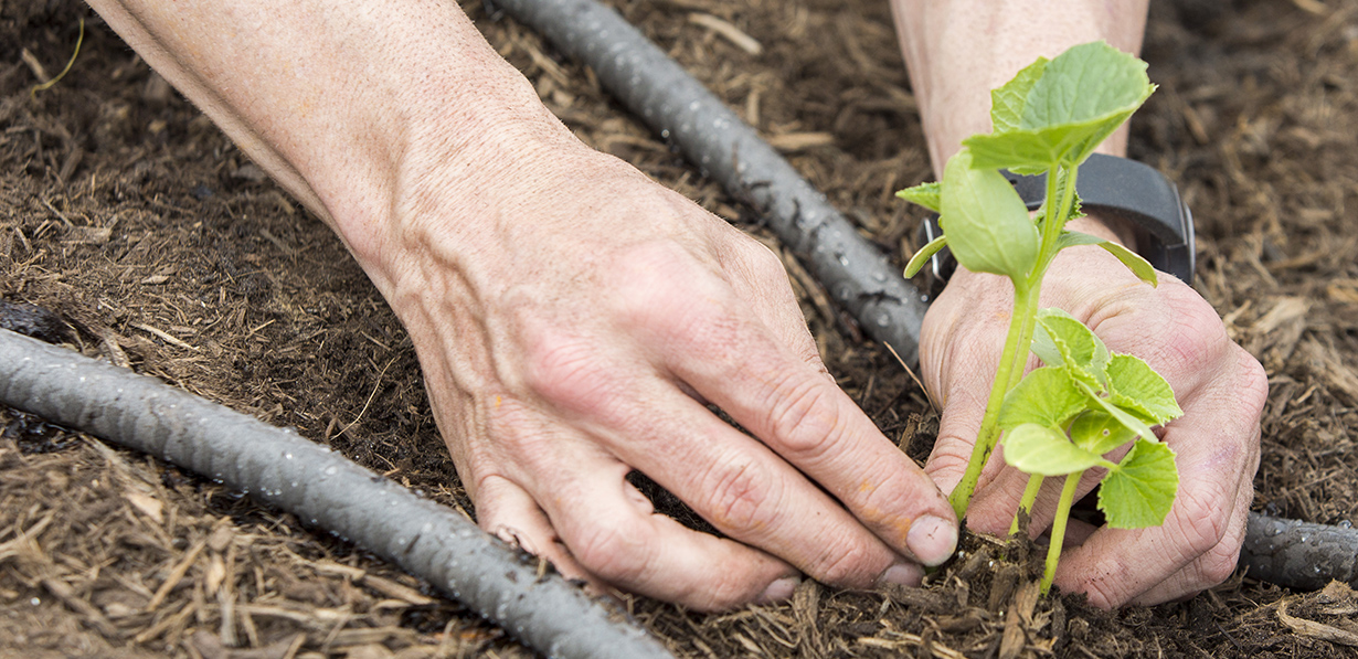 Valero volunteer planting trees