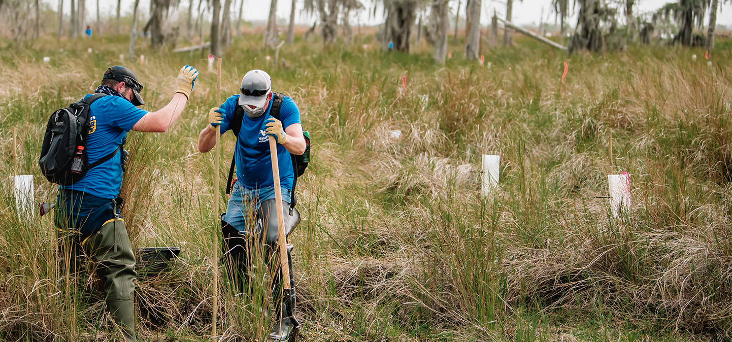 Volunteers plant trees in a marsh-like area.