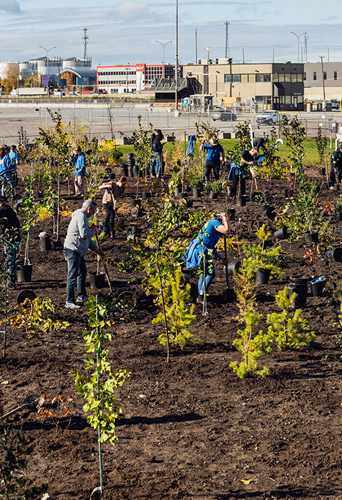 Montreal_East_Terminal_planting_trees