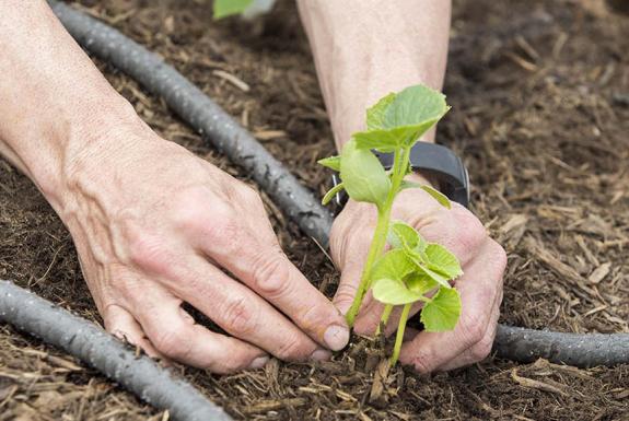 environmental stewardship