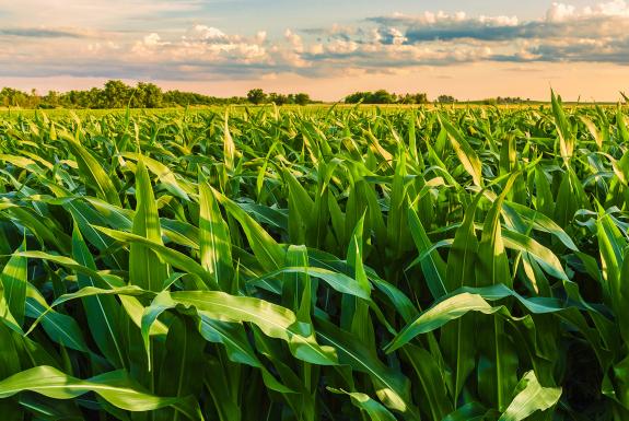 Green Corn 