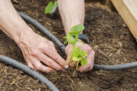 Valero Volunteer Planting