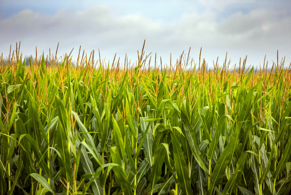 Corn
