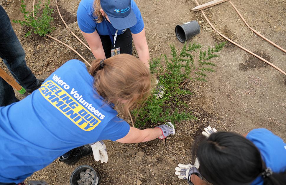 Benicia volunteers planting trees