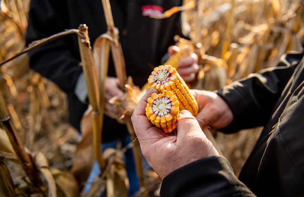 Farmers inspecting Corn