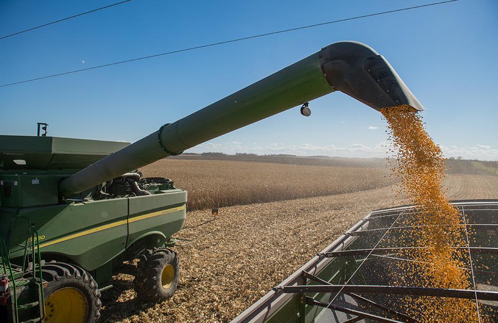 Harvesting Corn