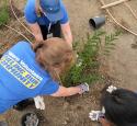 Benicia volunteers planting trees