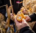 Farmers inspecting Corn