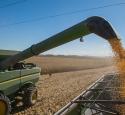 Harvesting Corn