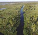 Swamp near St. Charles refinery