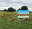 Jacob's wildflower sanctuary