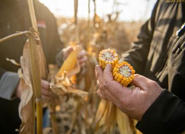 Farmers with corn in field