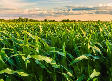 Green Corn 