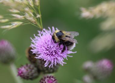 Bee on a purple flower.